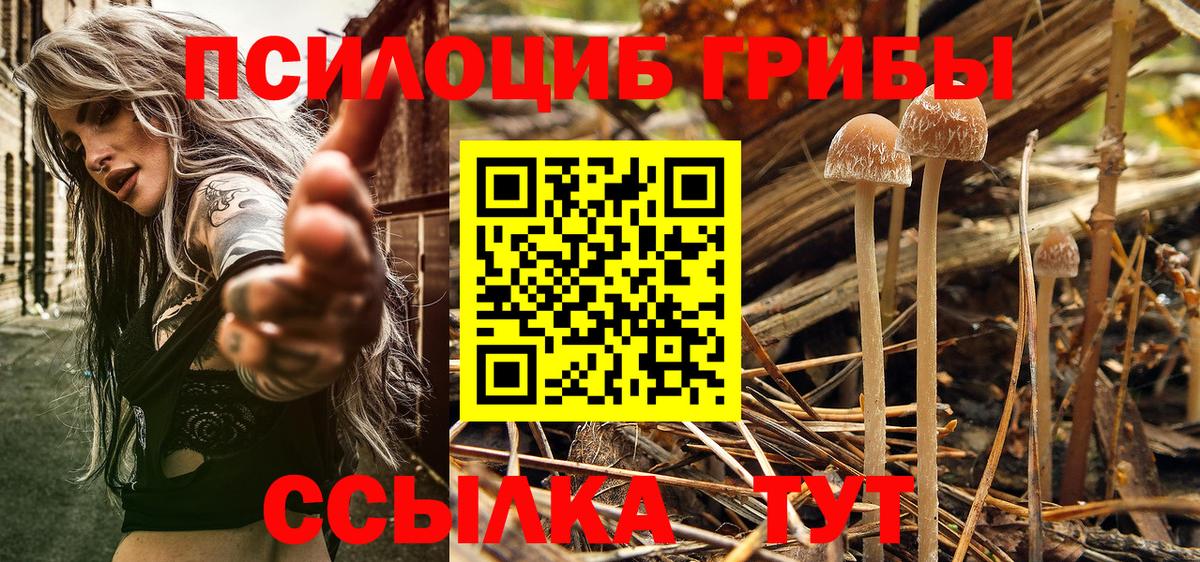 Псилоцибиновые грибы GOLDEN TEACHER Санкт-Петербург
